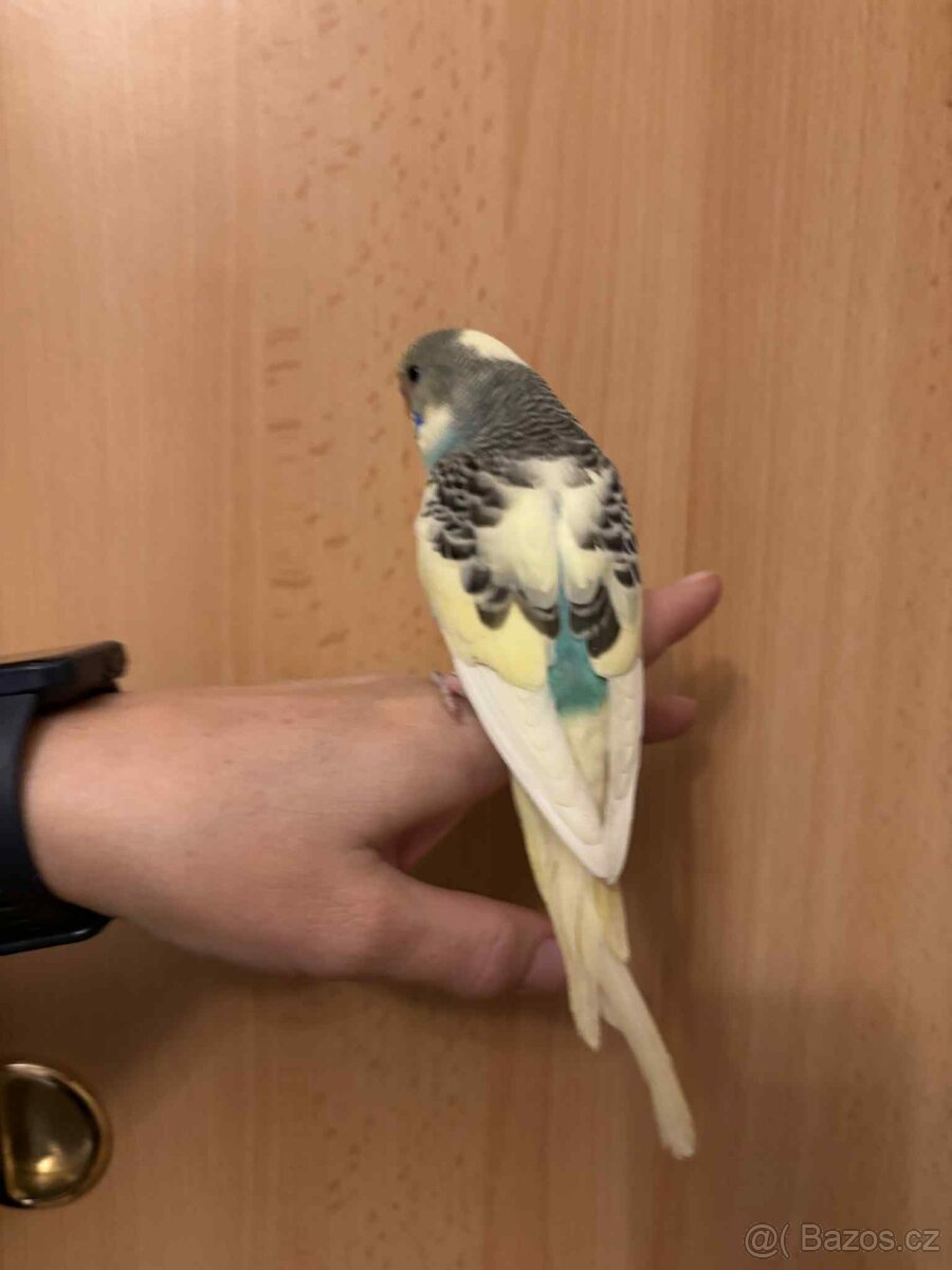 Prodám mladé andulky po vylétnutí z budky - 5