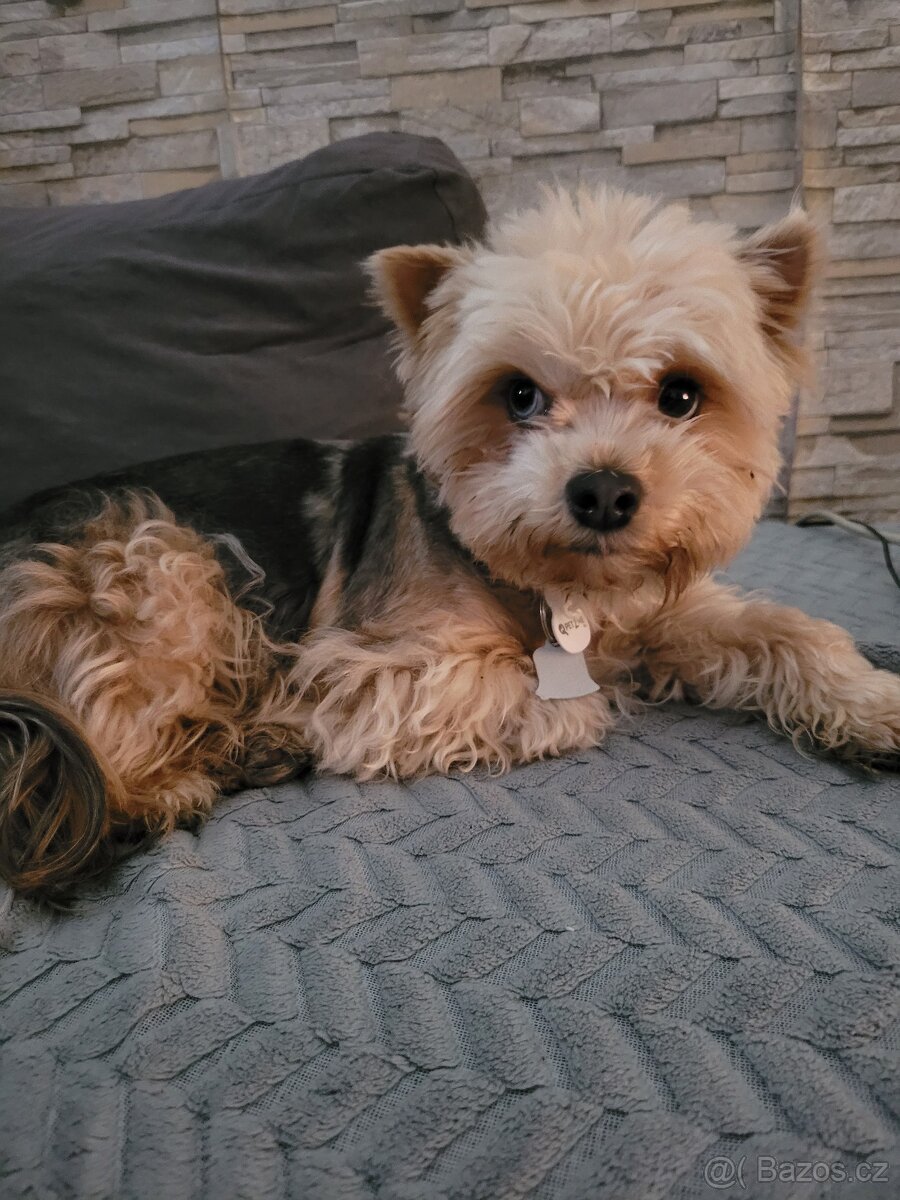 Jorkširský teriér - 5