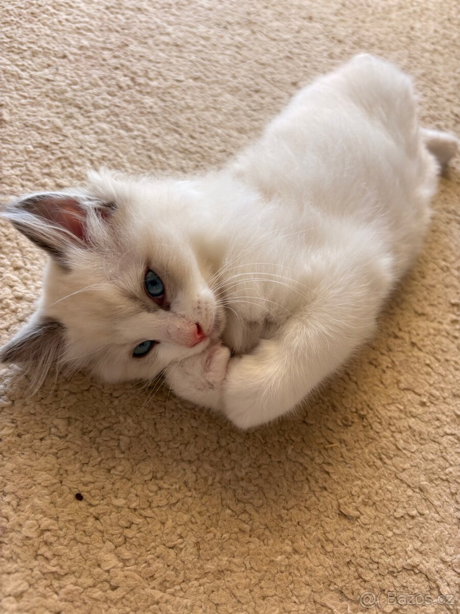Krásný Kocourek Ragdoll - 5