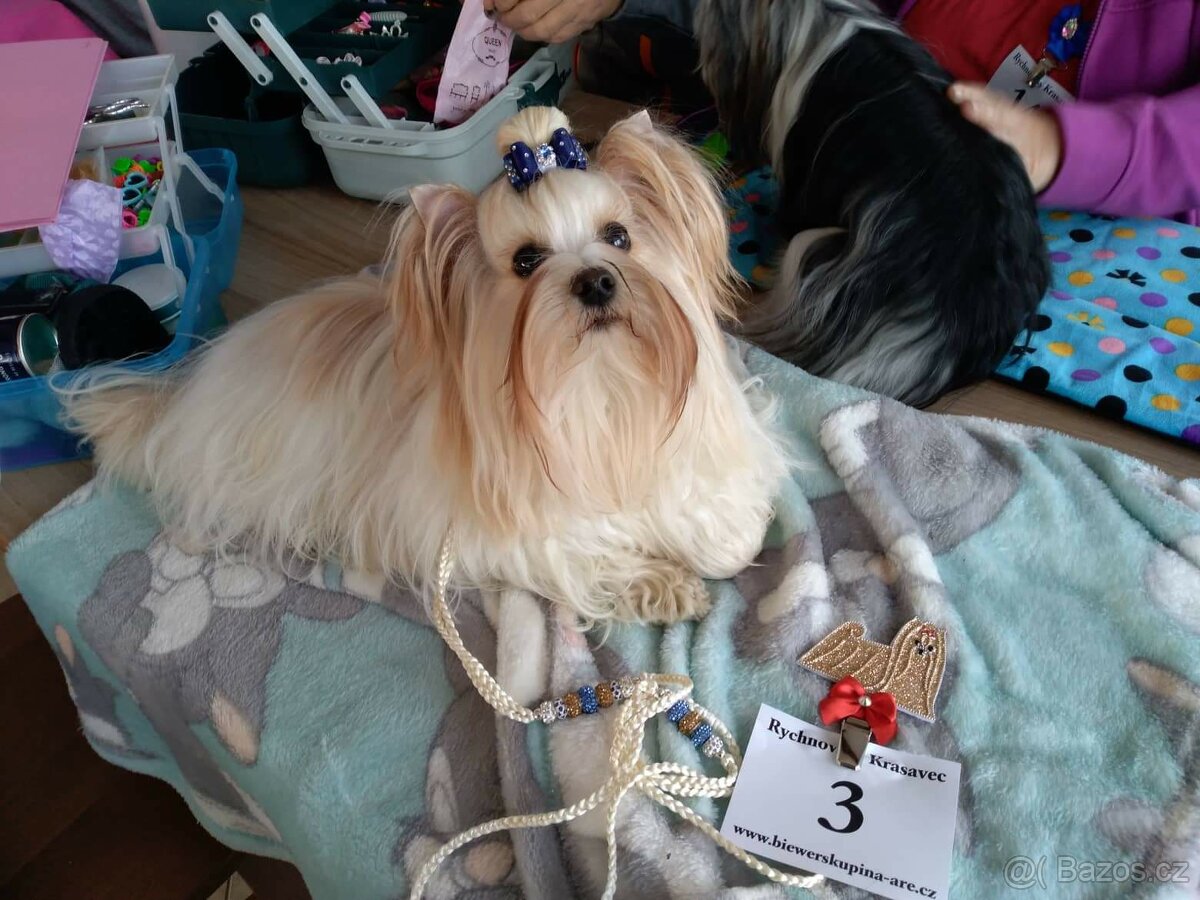 Golddust Yorkshire Terrier (Jorkšírský terier) - 5