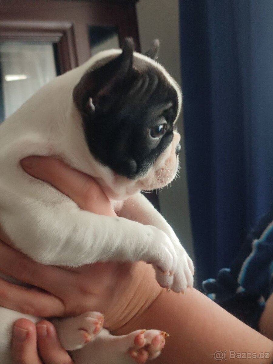 Štěně francouzského buldoka od titulovaných rodičů - 5
