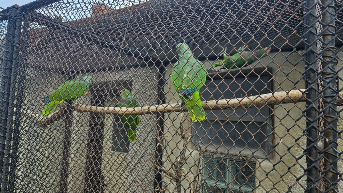 Prodám amazoňany žlutohlavé panamské,vínorudé - 5