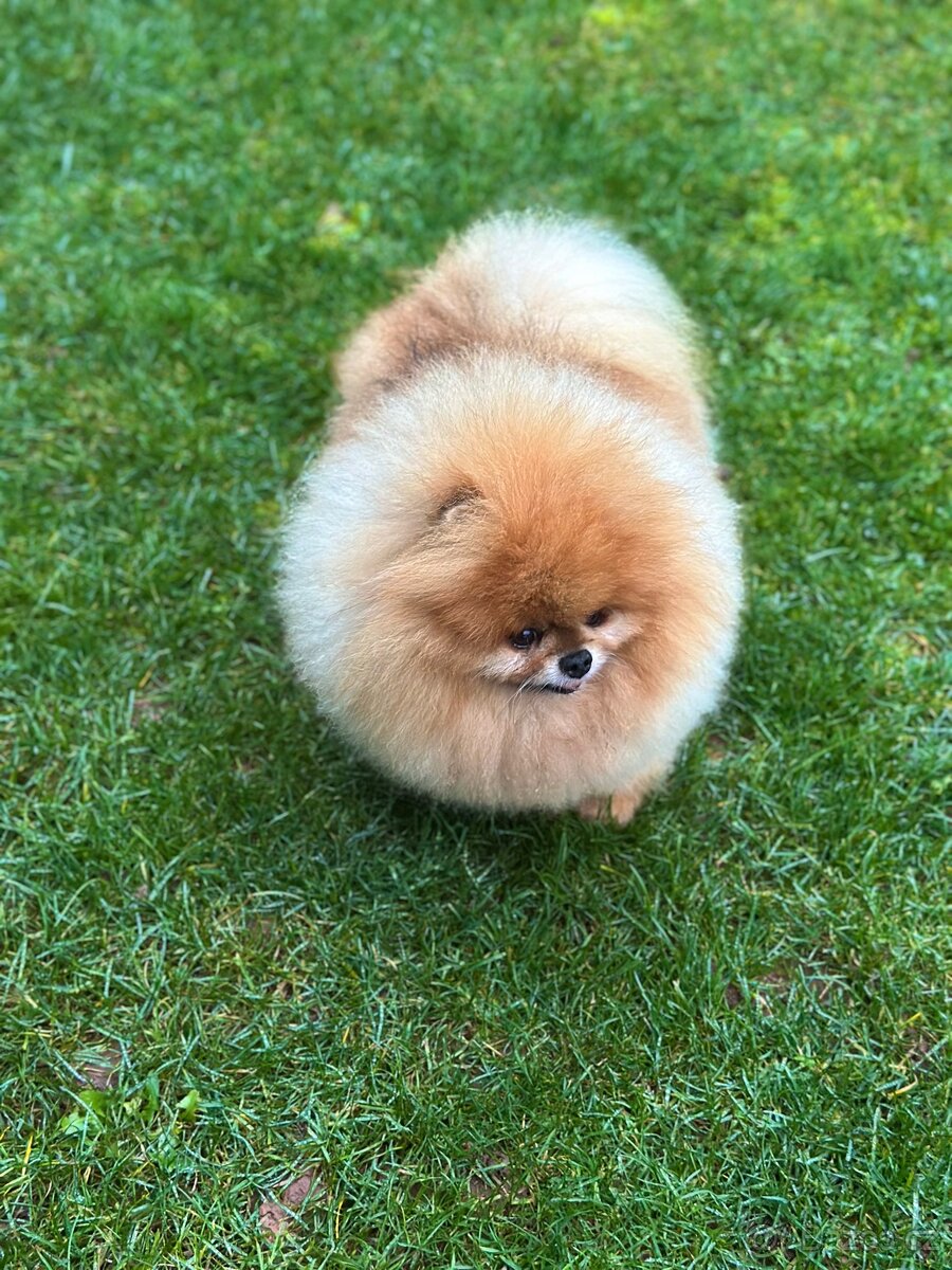 Pomeranian s PP FCI, pes - 5