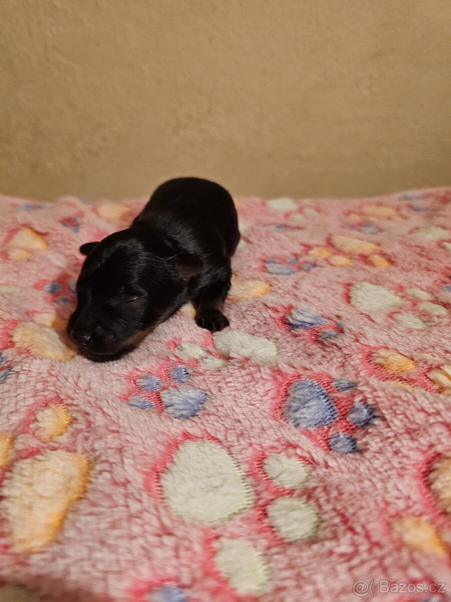 Ruský toy s PP (FCI) - 5