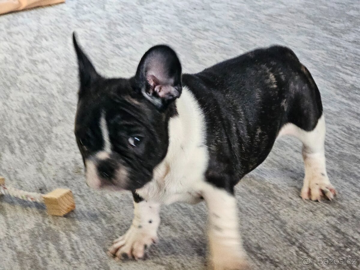 Francouzský buldoček - 5