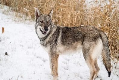 Saarloosův vlčák - štěňátka s PP - 5