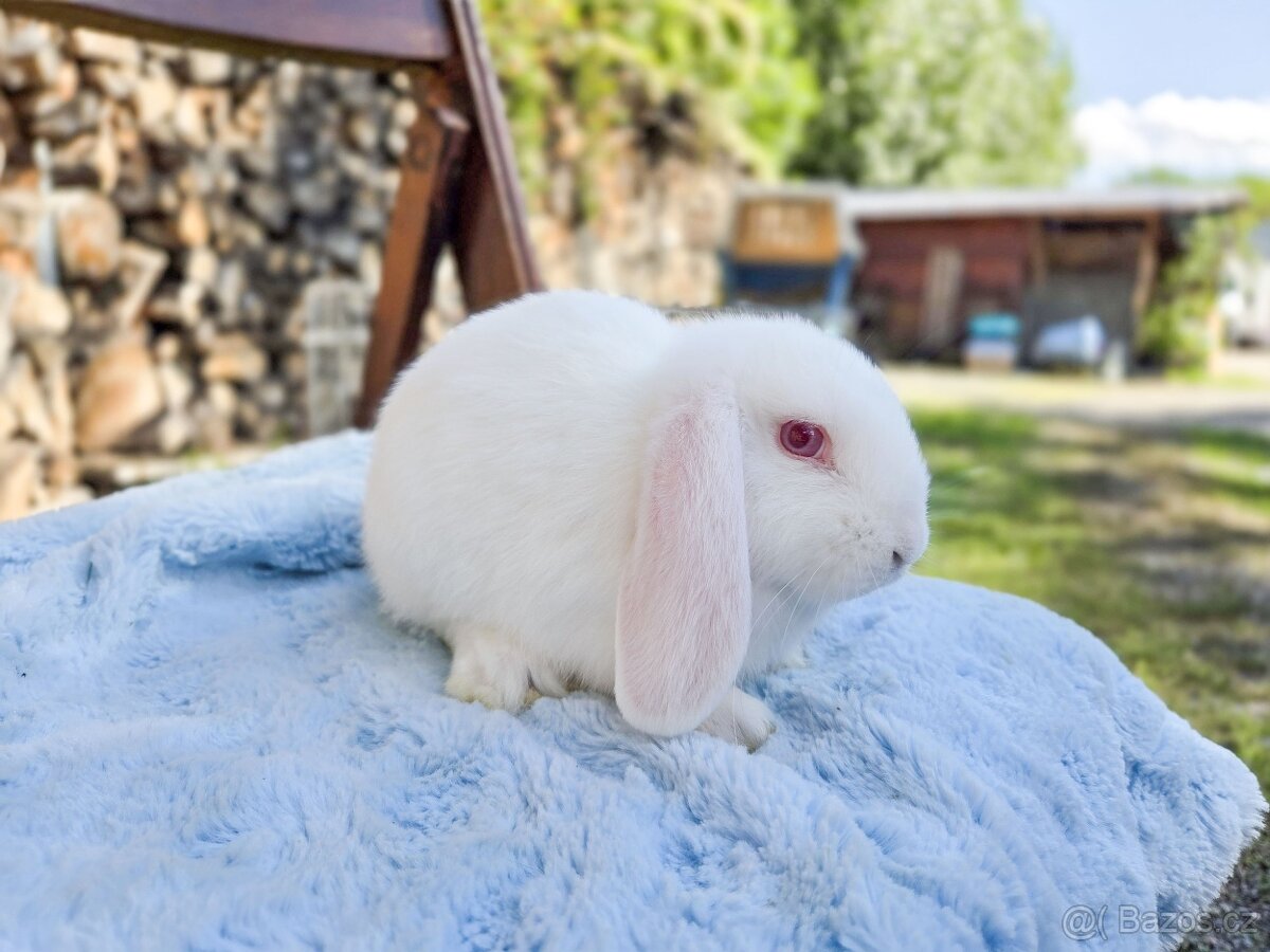 Daruji zakrslé králíčky - 5