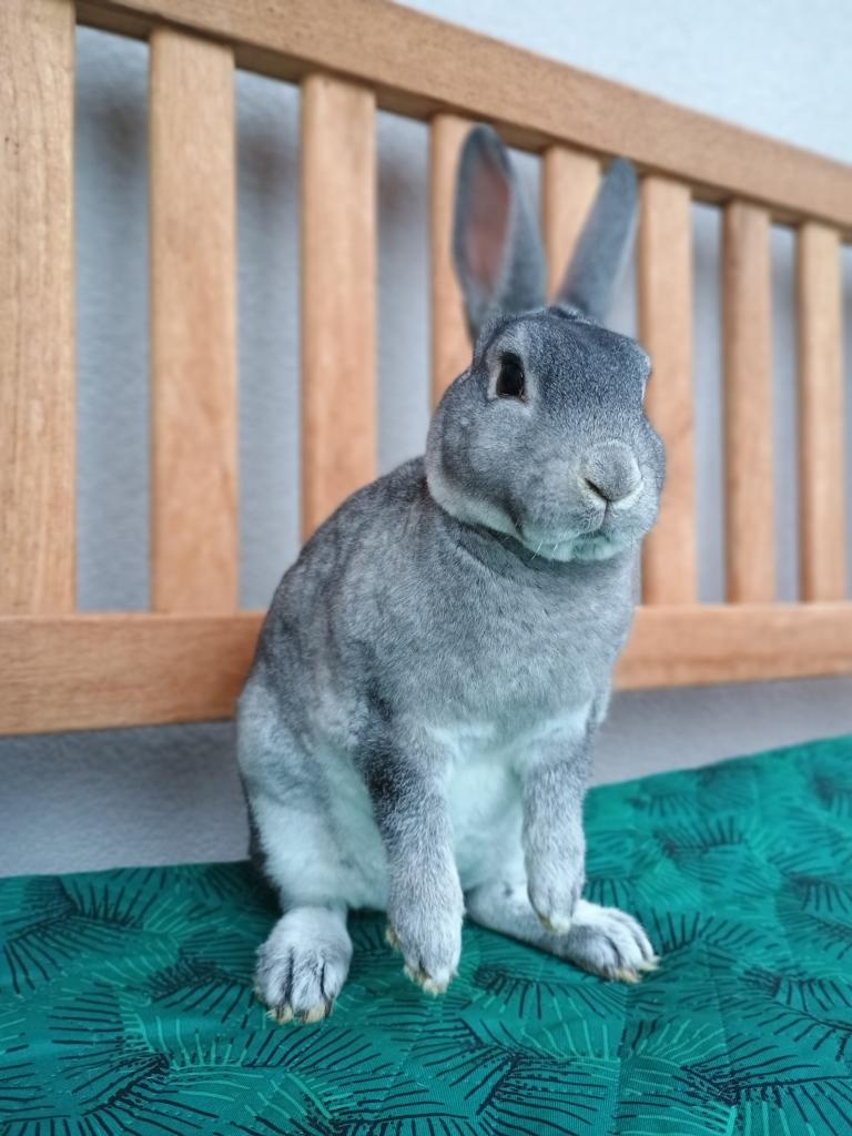 Zakrslý rex činčilový samičky s PP - 5