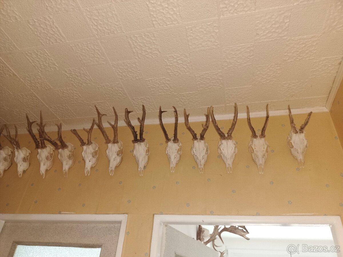 Lovecké trofeje - 5