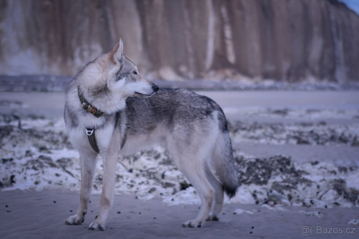Saarloosův vlčák - 5