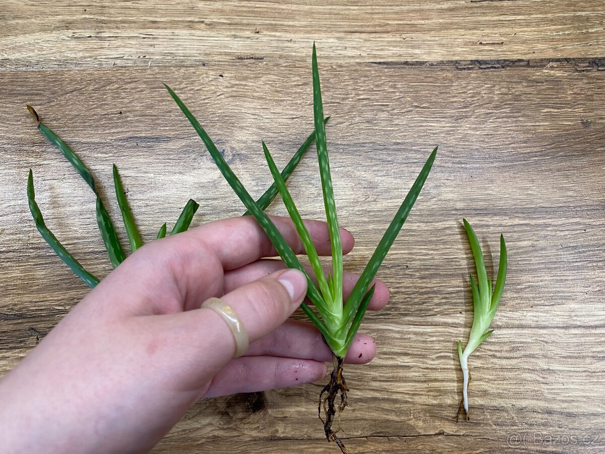 Aloe vera – velká rostlina + odnože - 5