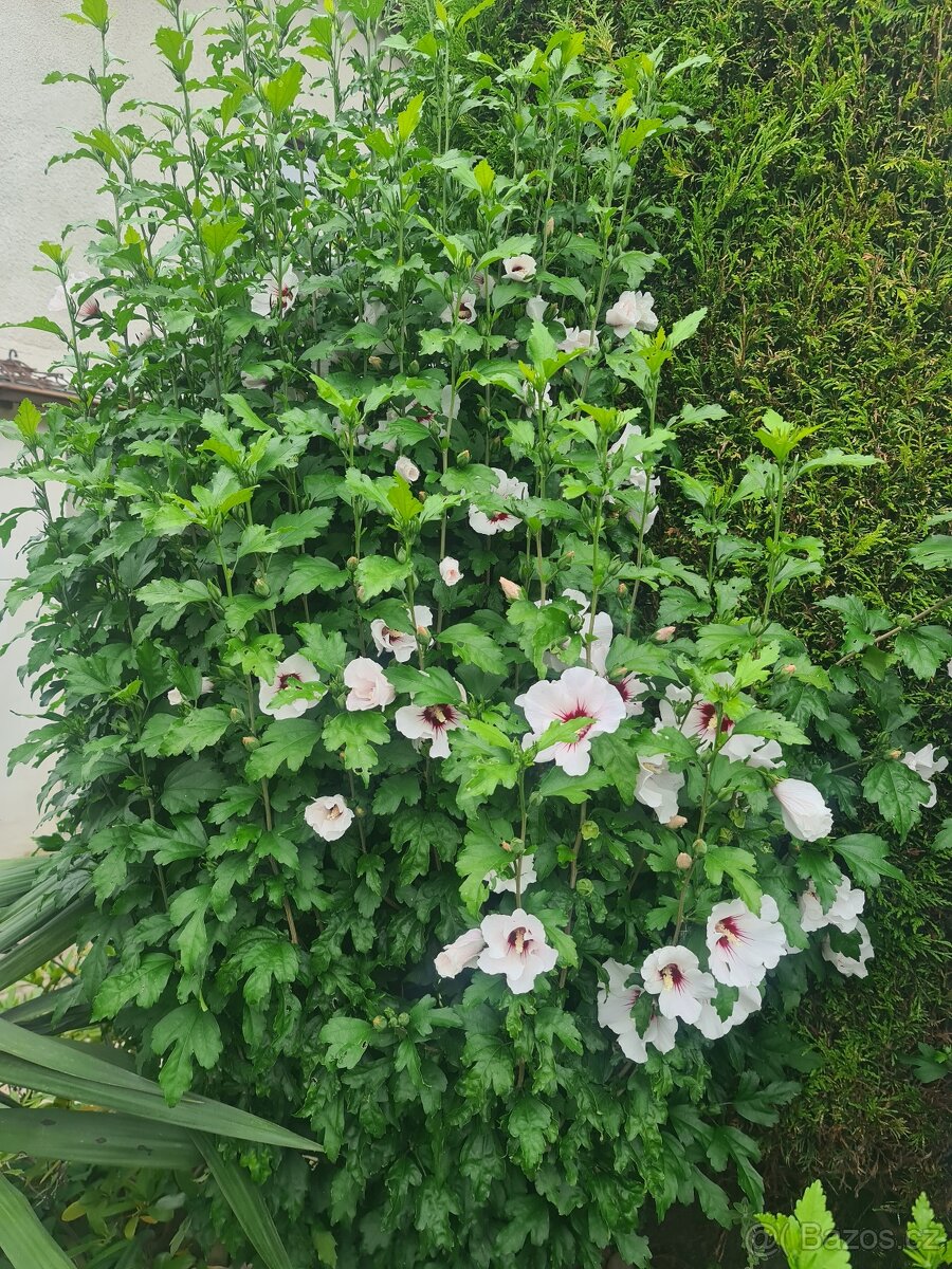 Ibišek syrský na kmínku - 5