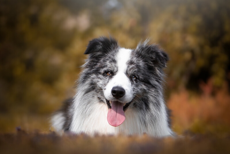 Border kolie s PP, štěňata - 5