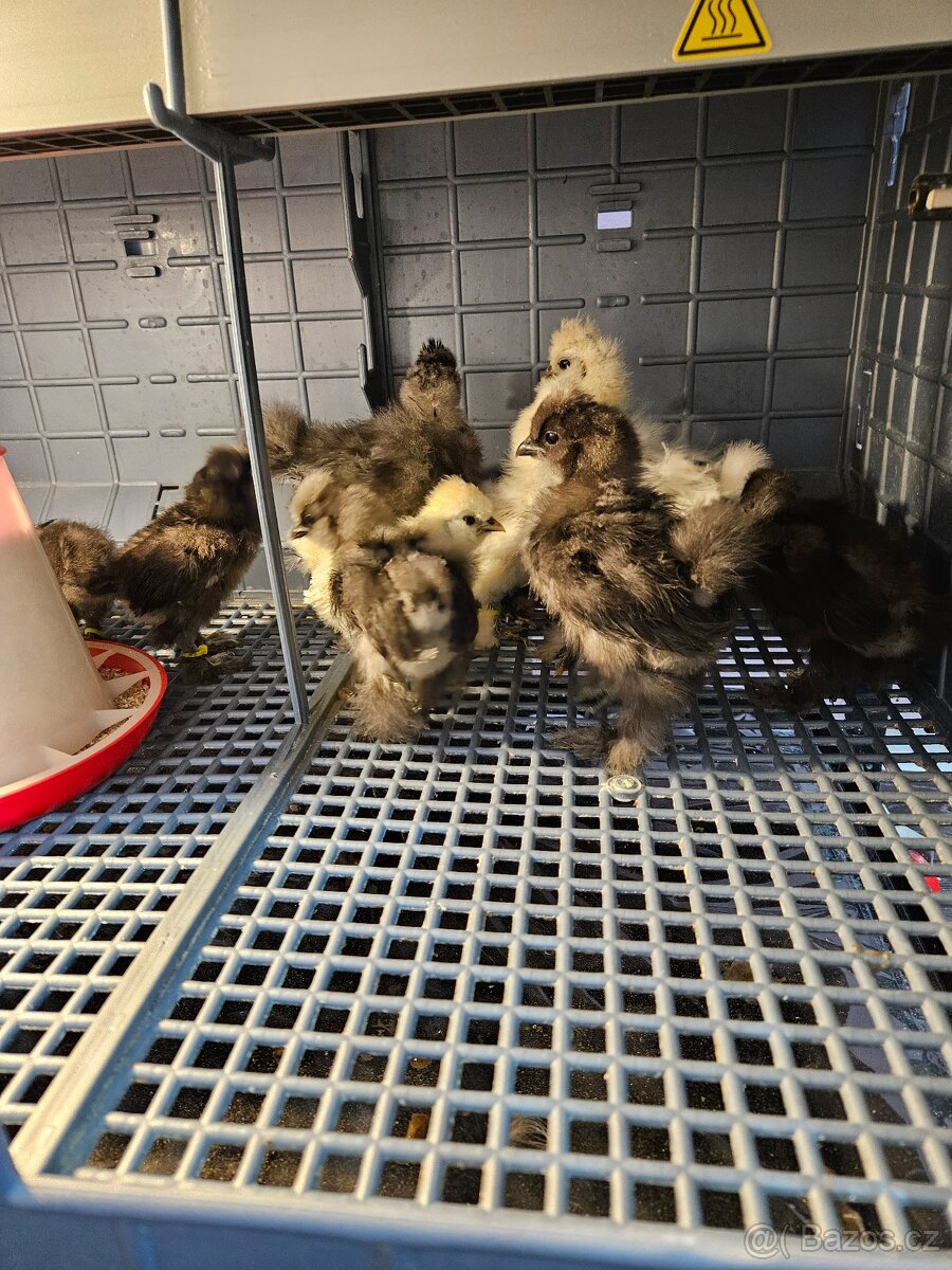 Hedvábničky USA kuřátka - 5