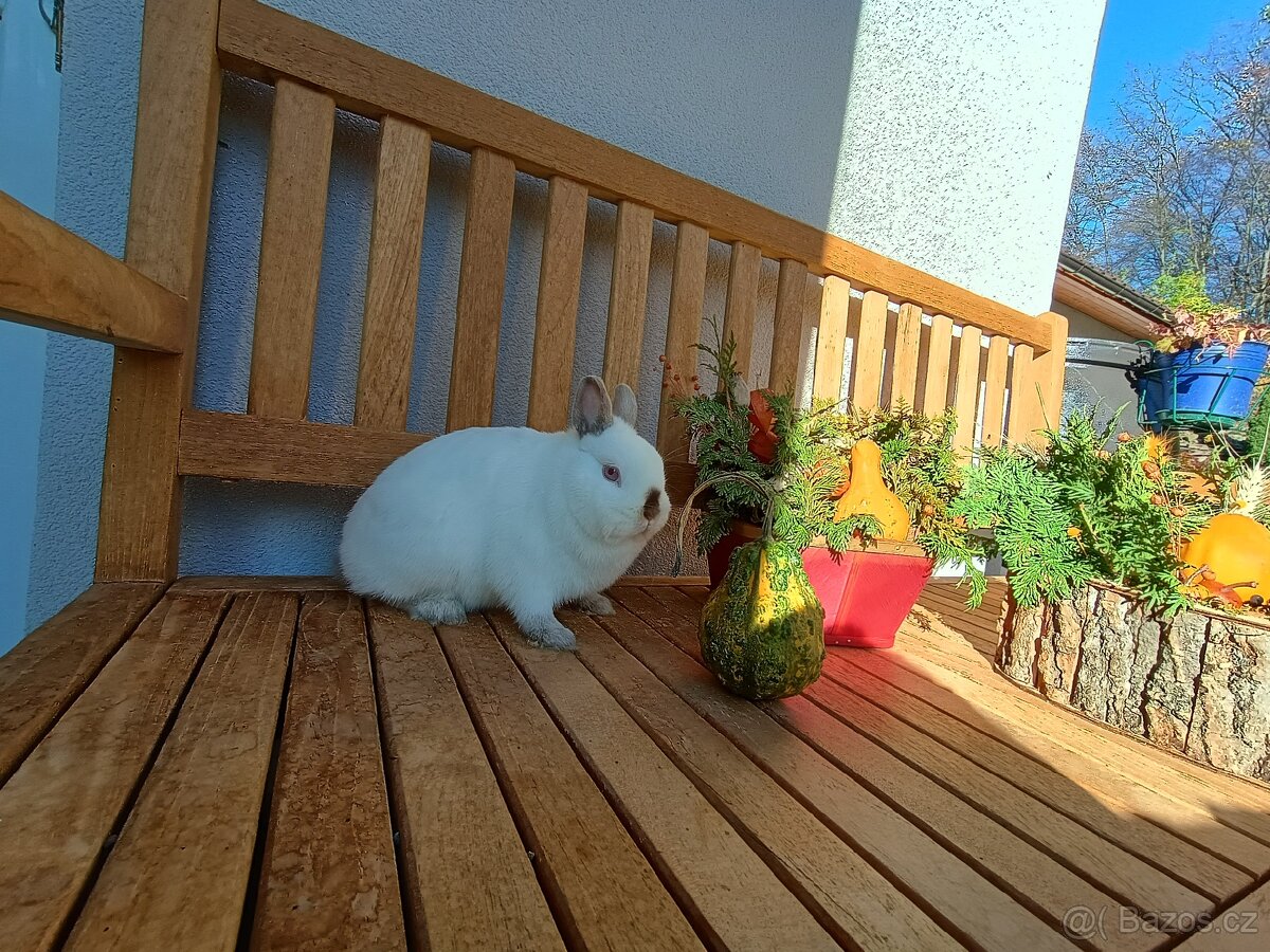 Zakrslý Siam/ruský samička mazlíček - 5