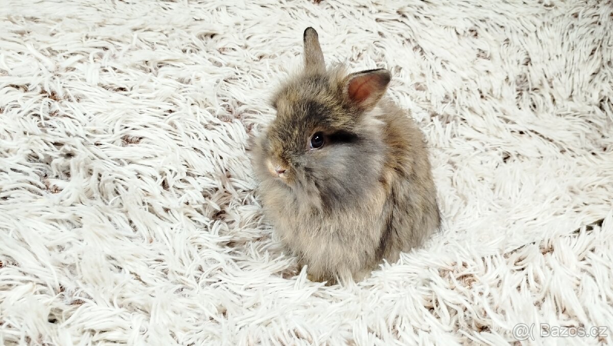 Zakrslý králík, králíček - HARRY - 5