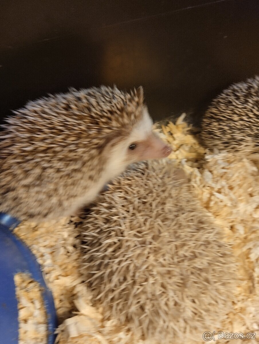 Ježek bělobřichý - 5