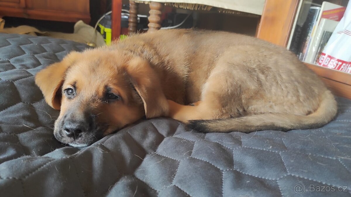 Štěňata - 5
