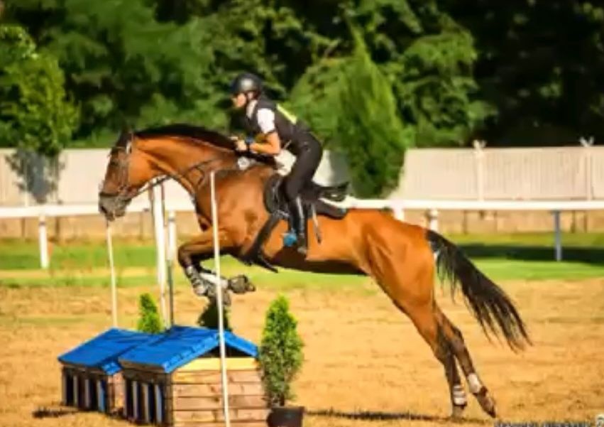 Prodám klisnu CS 15 let - 5