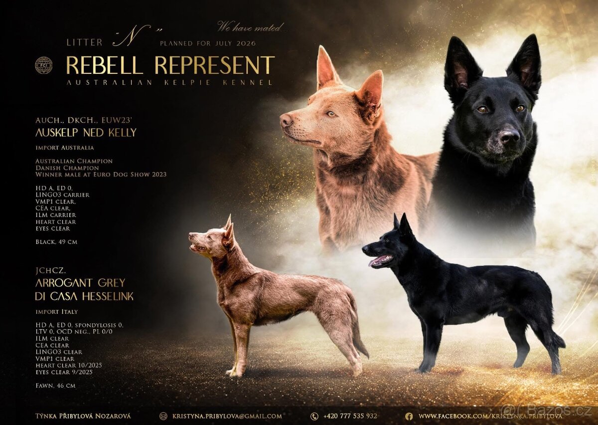 Australská kelpie - 5