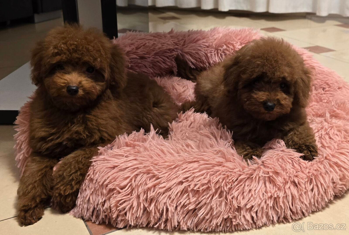 pudel 100% toy boy - 5