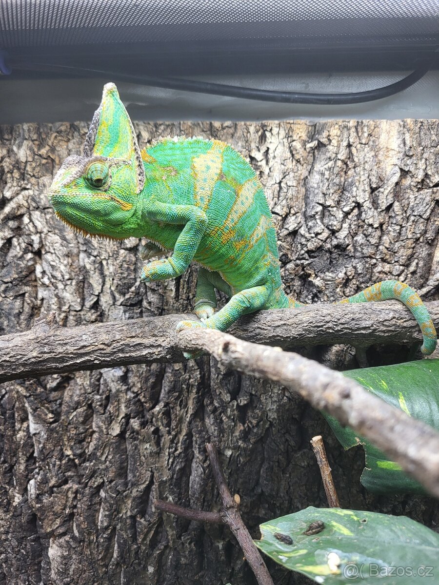 Chameleon jemenský - 5