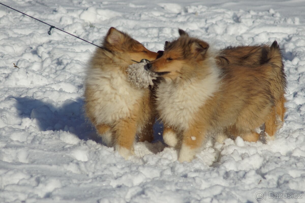 KOLIE DLOUHOSRSTA ZLATA - 5