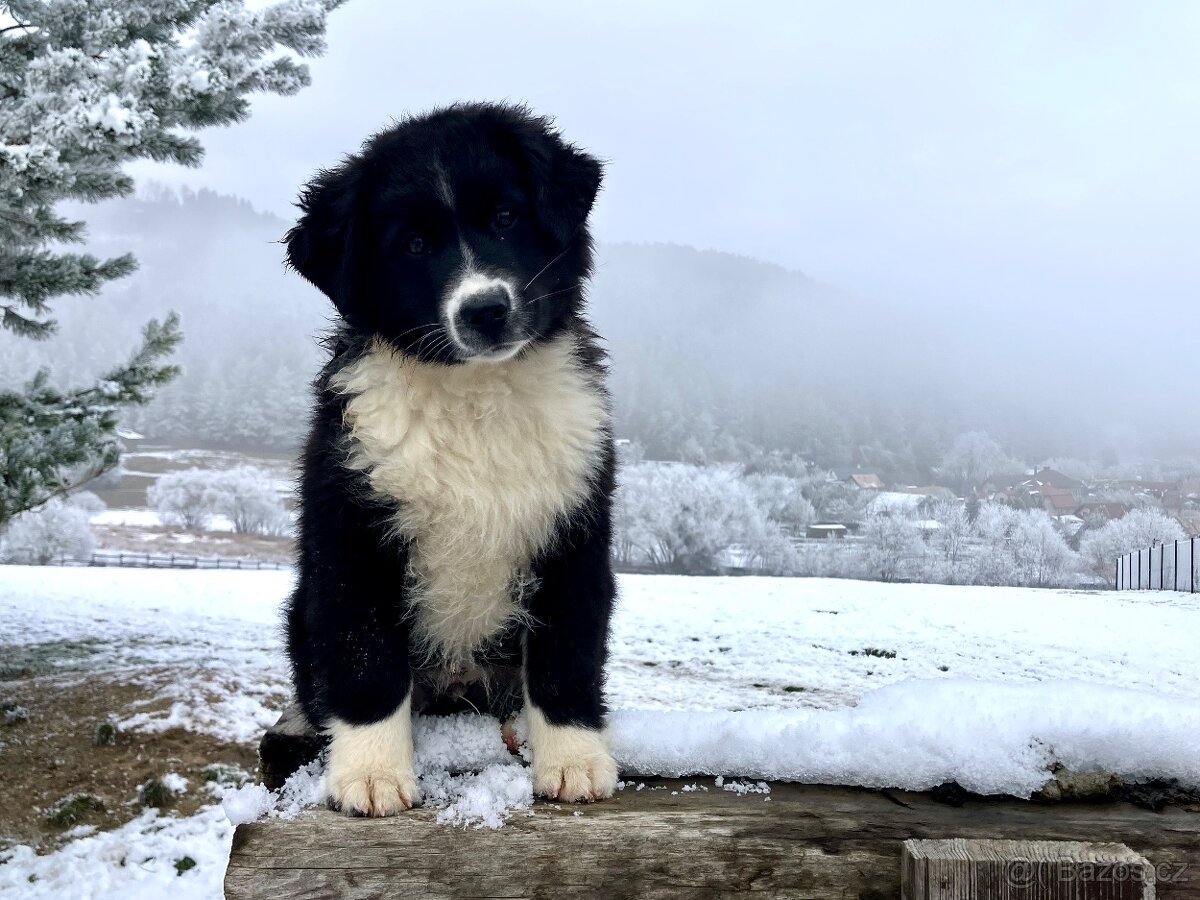 Miniaturní americký ovčák s PP - 5