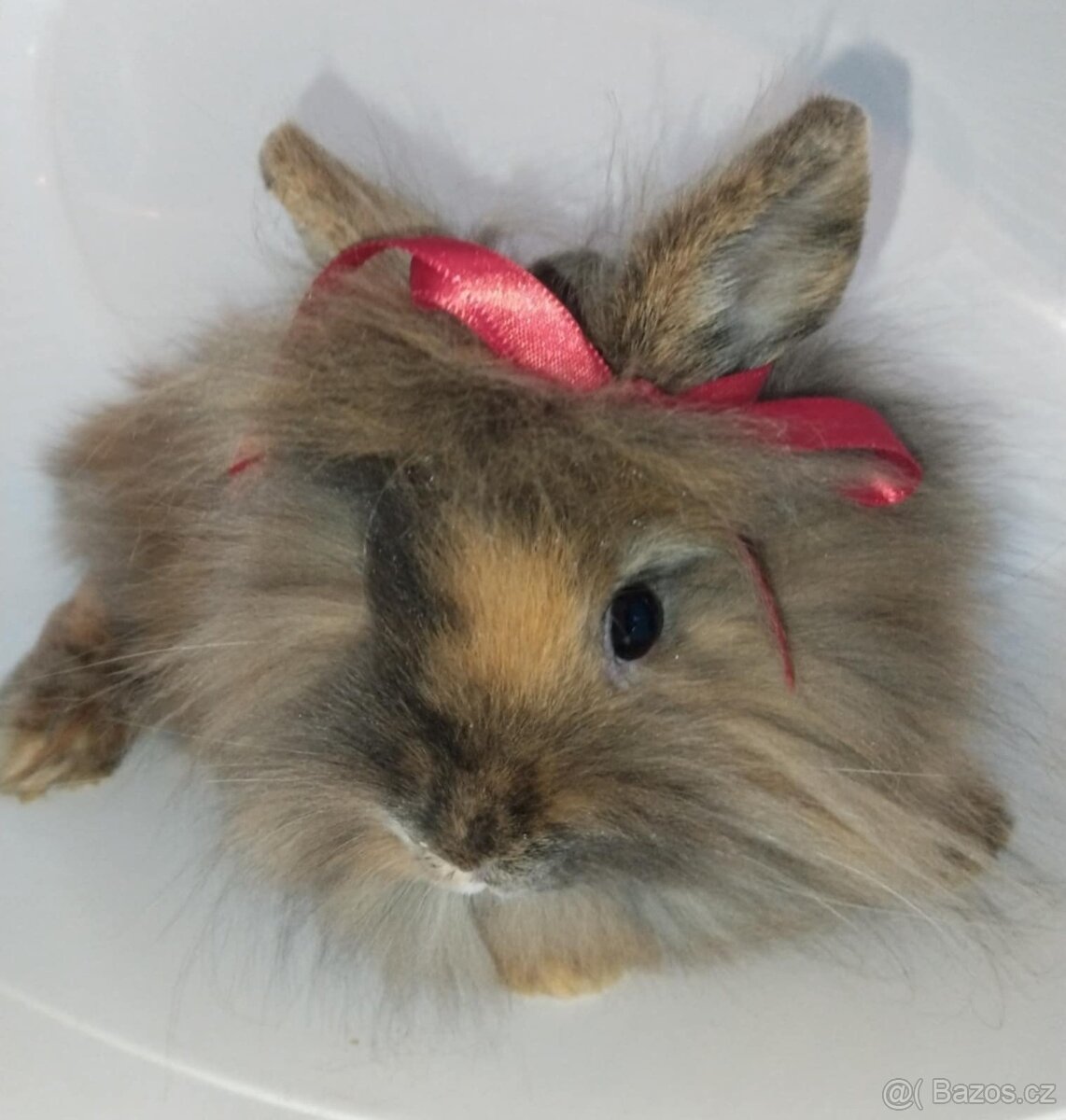Zakrslý králíček bez PP samička Christie - 5