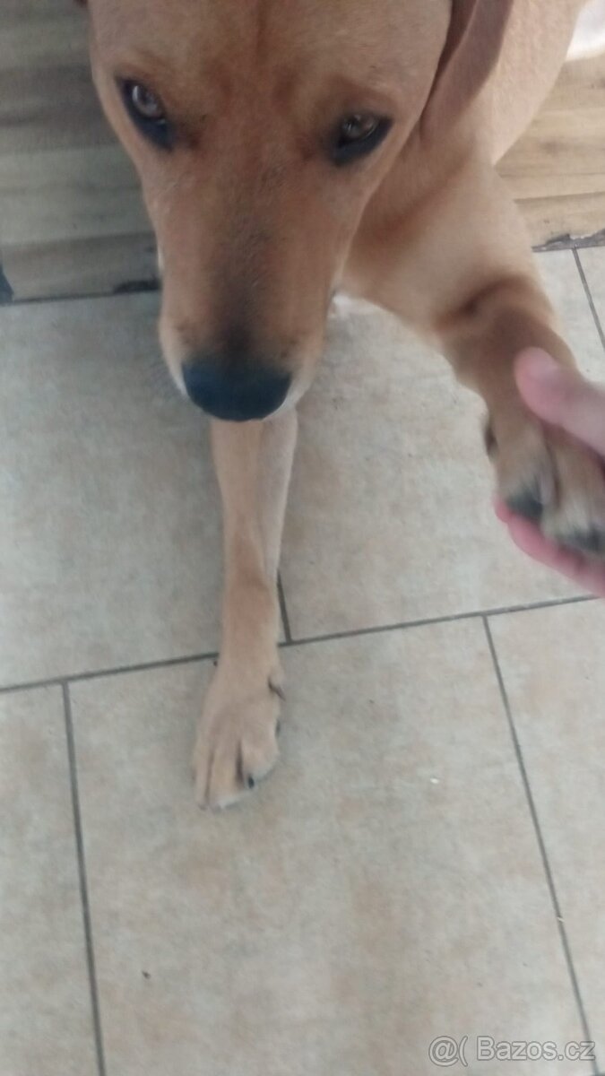 Daruji  psa stafort křiženej labradorem - 5