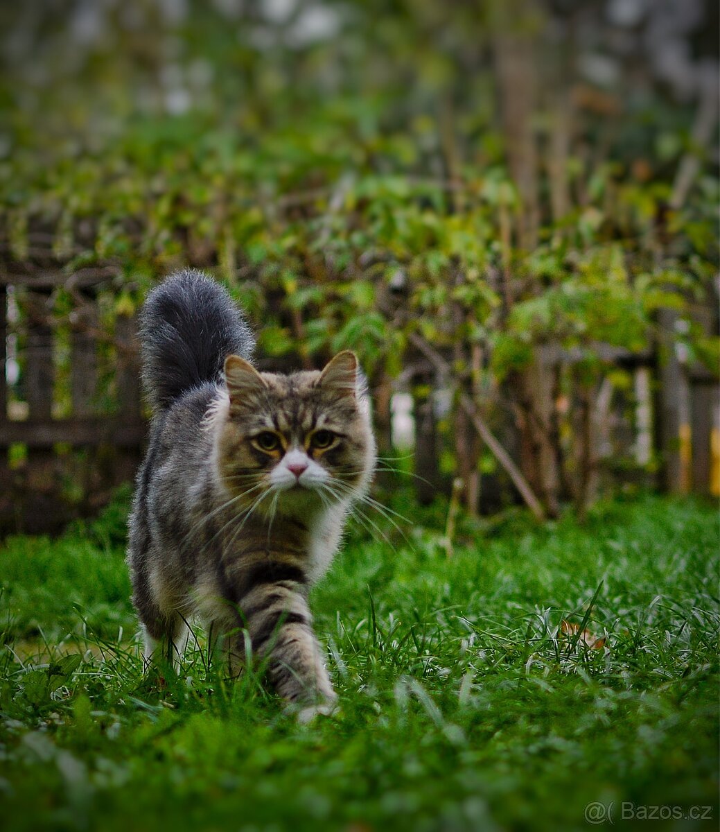 Sibiřská kočka želvovinová s bílou s PP - 5