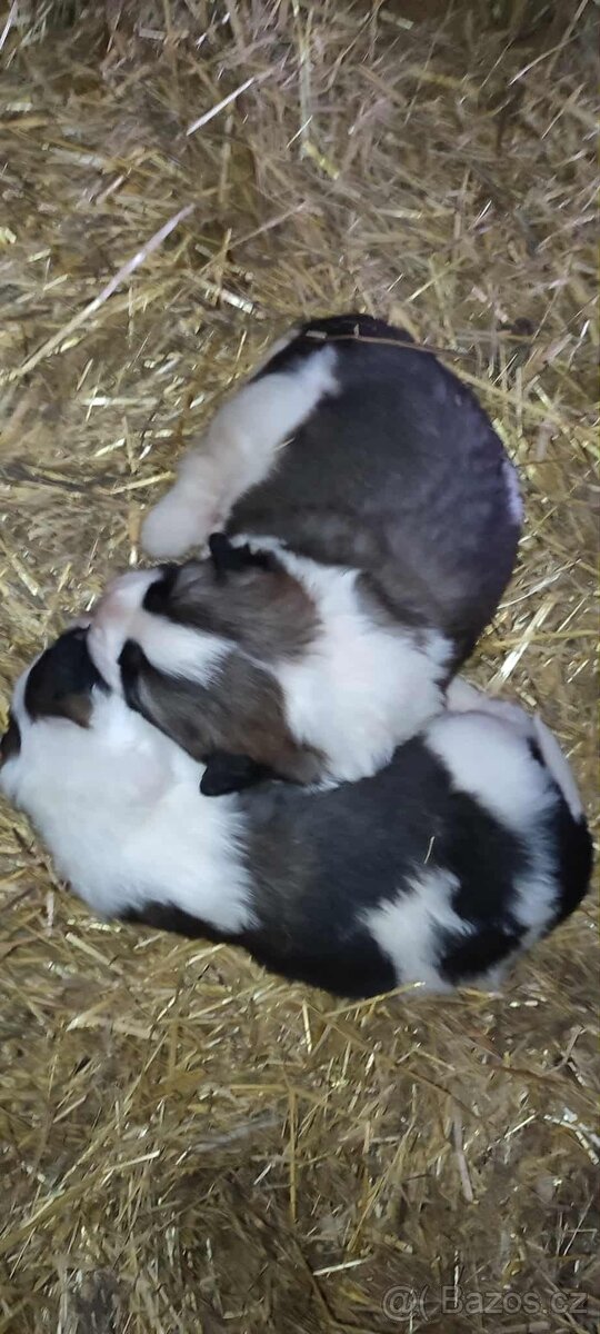 Štěňata - Moskevský strážní pes - 5