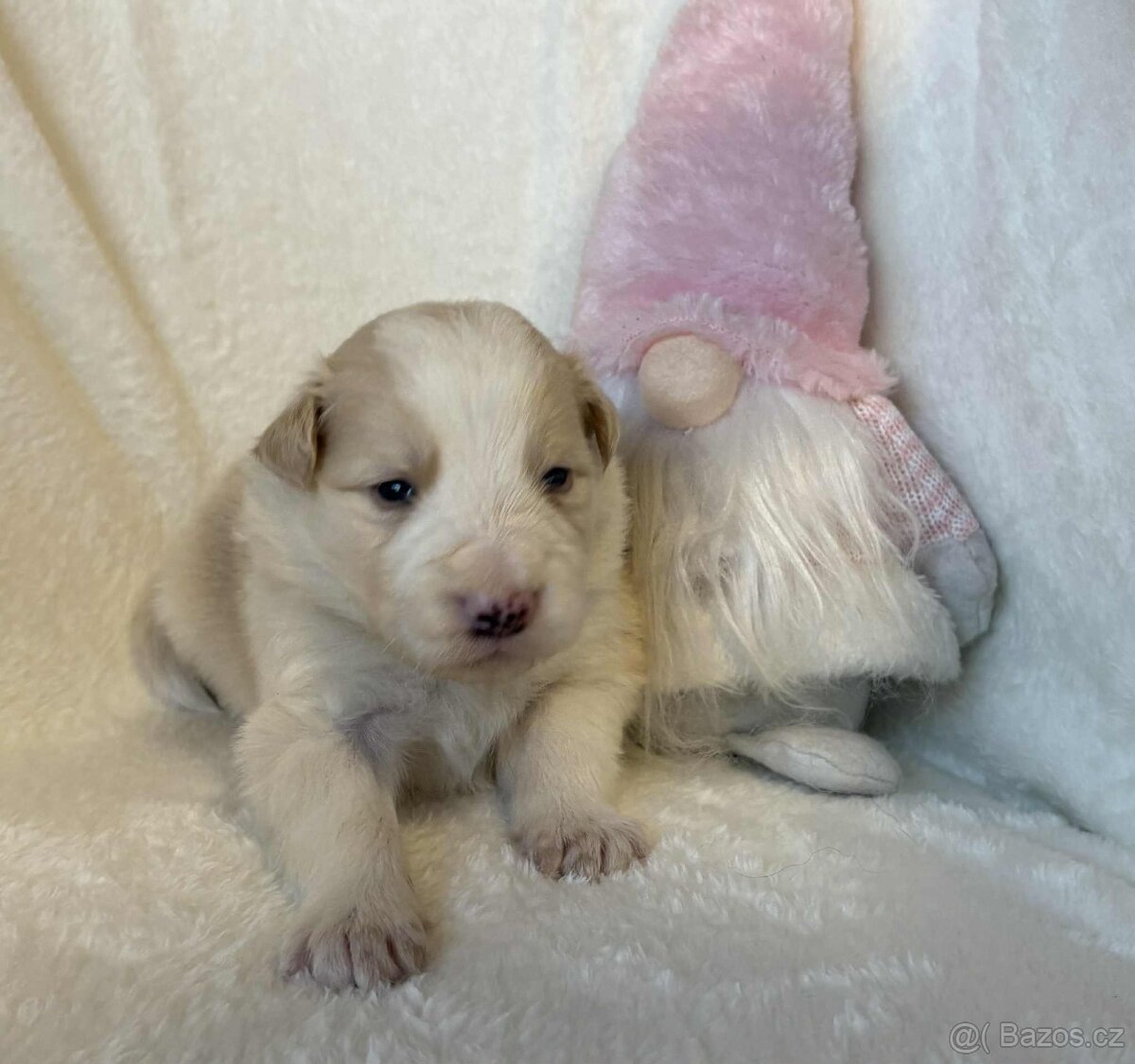 Border kolie s PP - 5