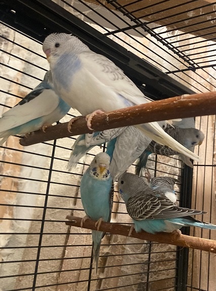 Prodám Andulky modrobílé - 5