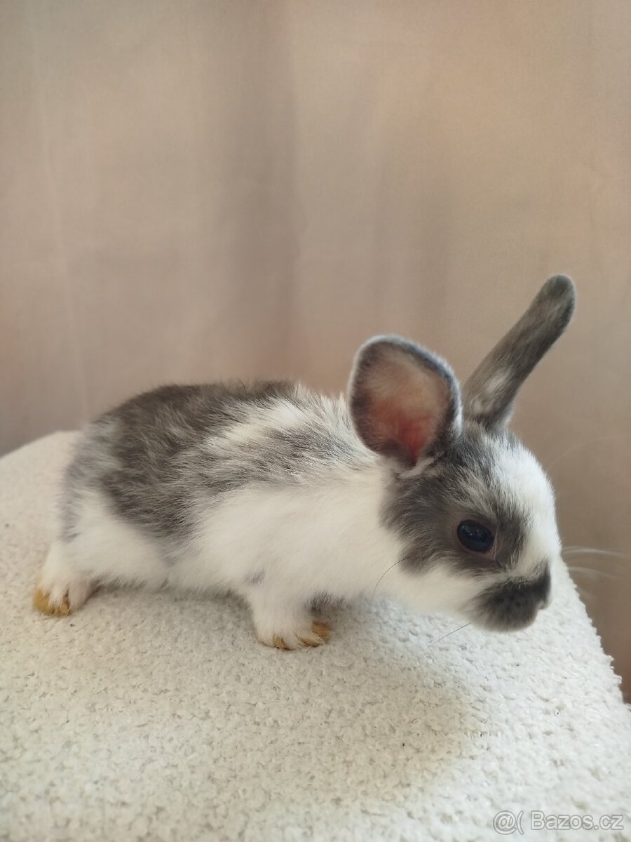 Zakrslý králíček 🐰 - 5
