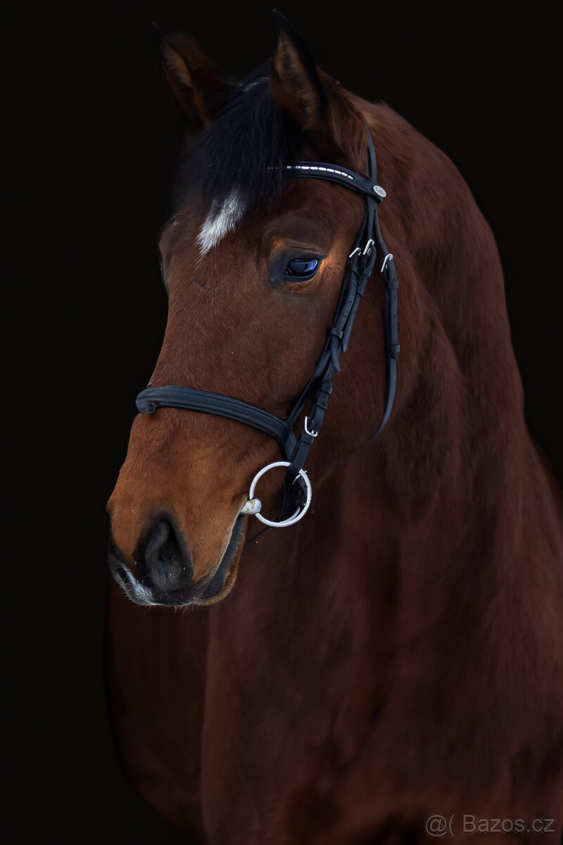 Nadějný talentovaný valach po Statis Conti - 5