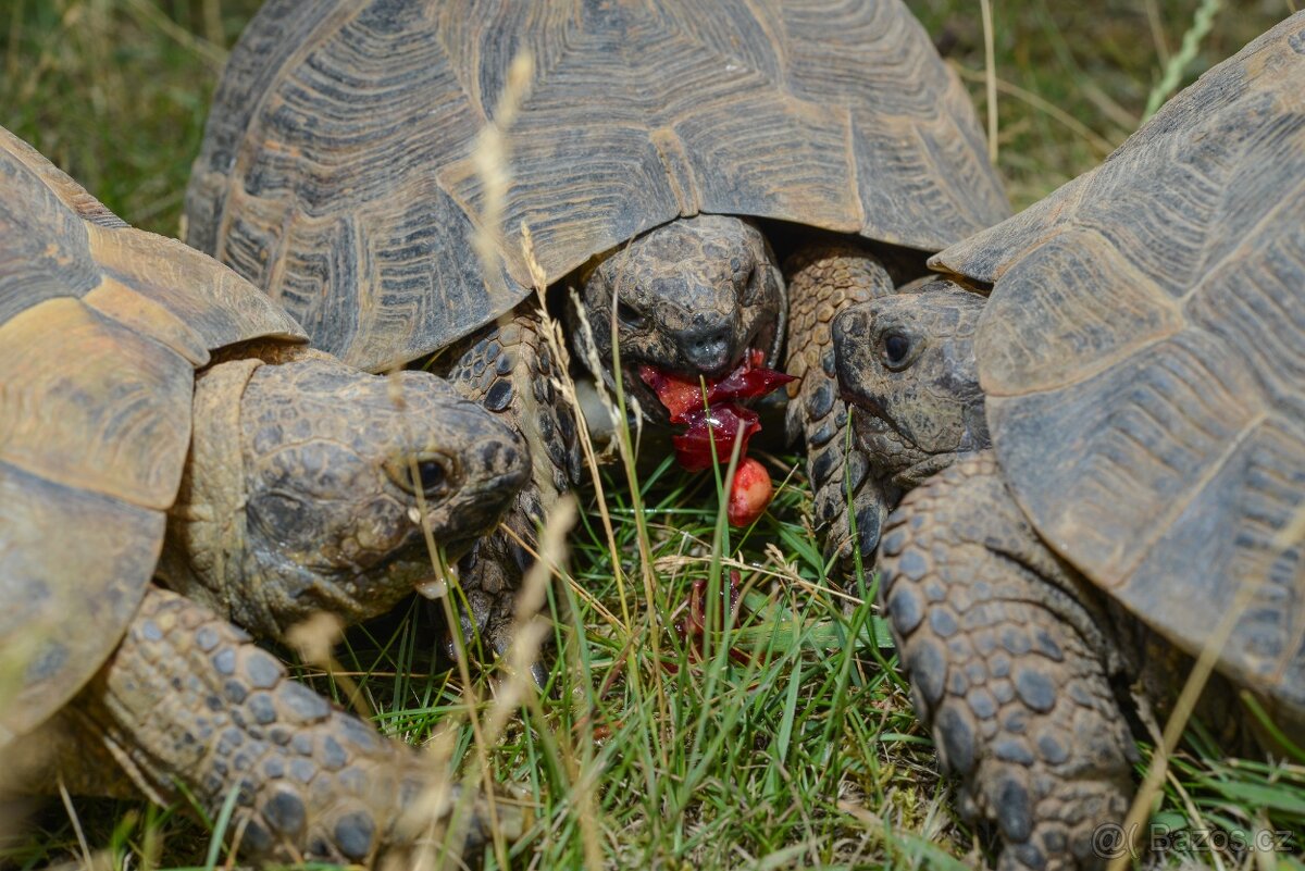 Prodám malé želvy + vybavená terária - 5