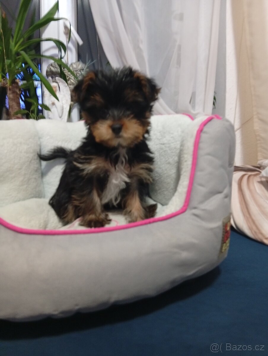 Jorkšírský teriér - 5