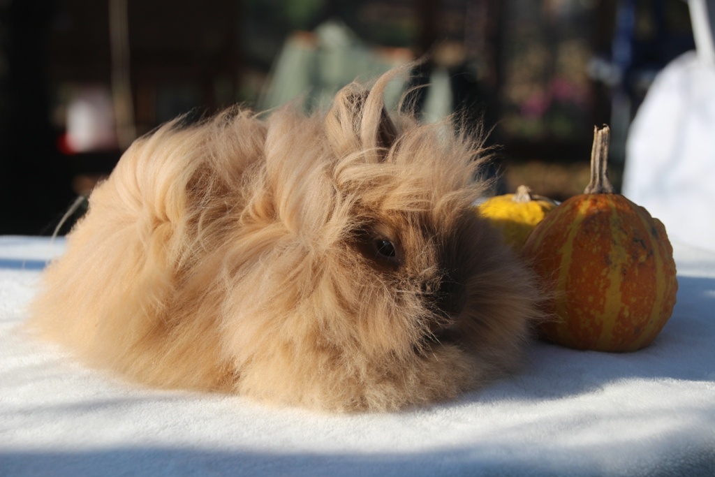 Krásná zakrslá samička teddy/lvíček s milou povahou - 5