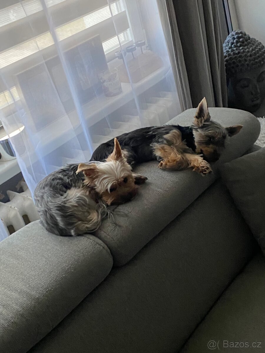 Jorkšírský teriér - 5