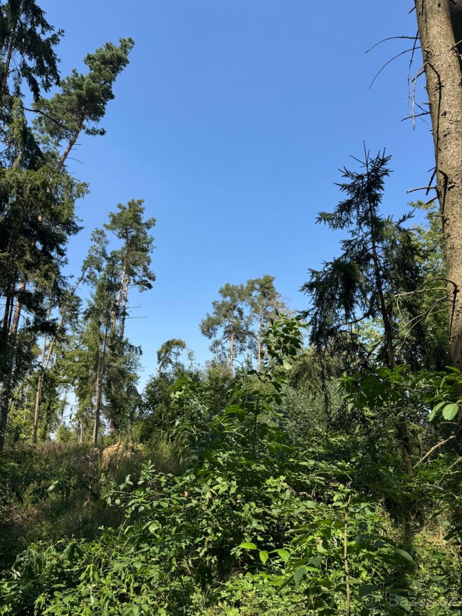 Prodej lesních pozemků v k.ú. Bolehošť - 5