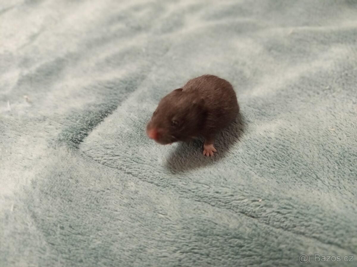 Mláďata křeček syrský - 5