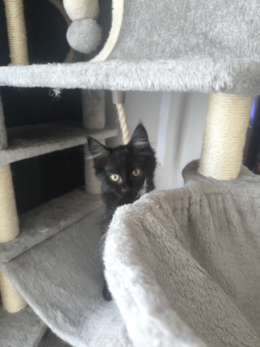 Mainská mývalí s PP - 5