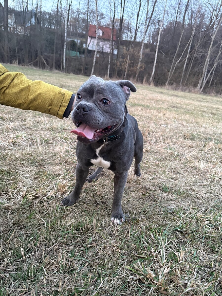 Stafordširský bulteriér - 5