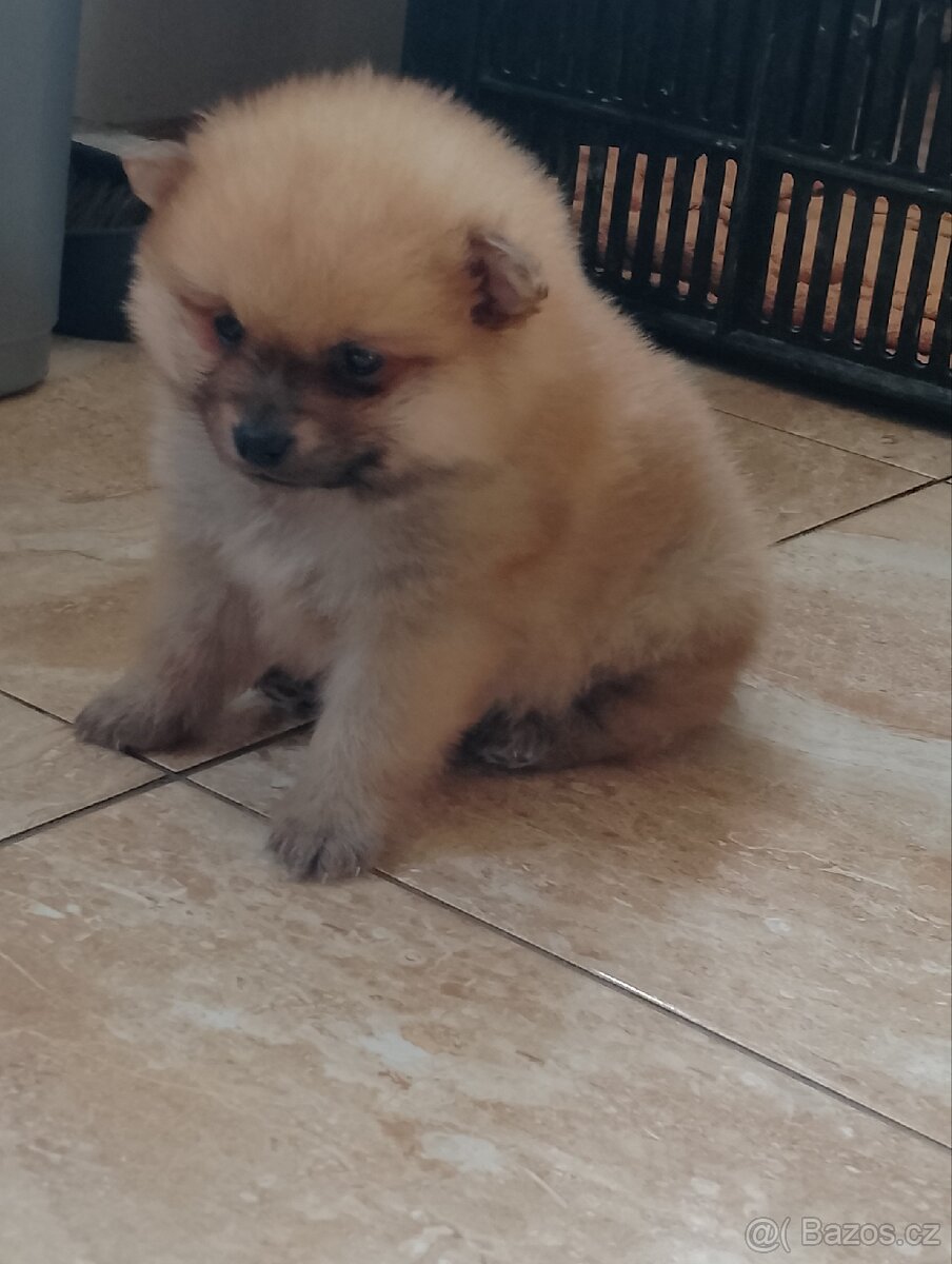 Pomeranian Špic - 5