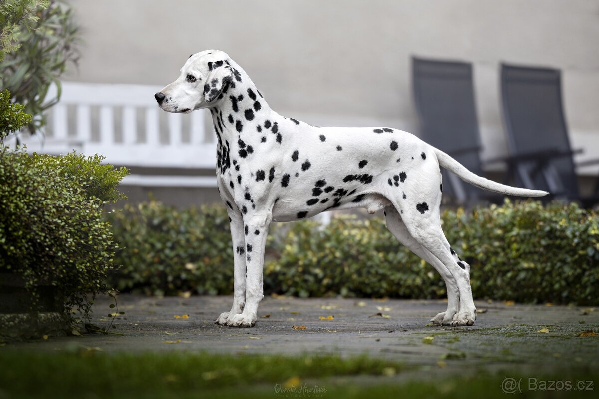 štěně DALMATINA - 5