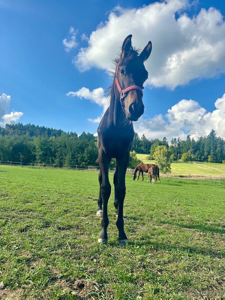 Nadějný drezurní hřebeček po odstavu Toto Gold/Glamourdale - 5