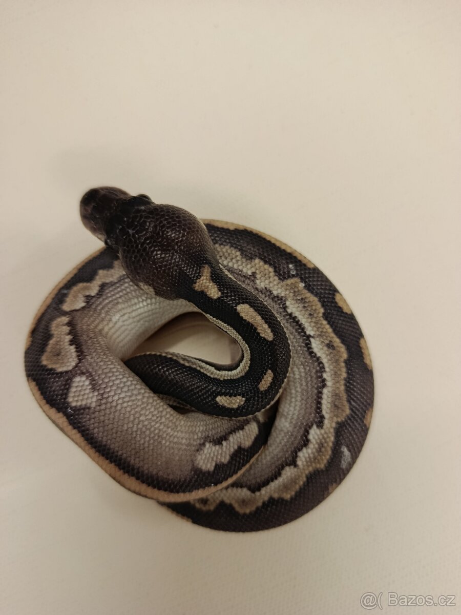 Krajta královská - 5