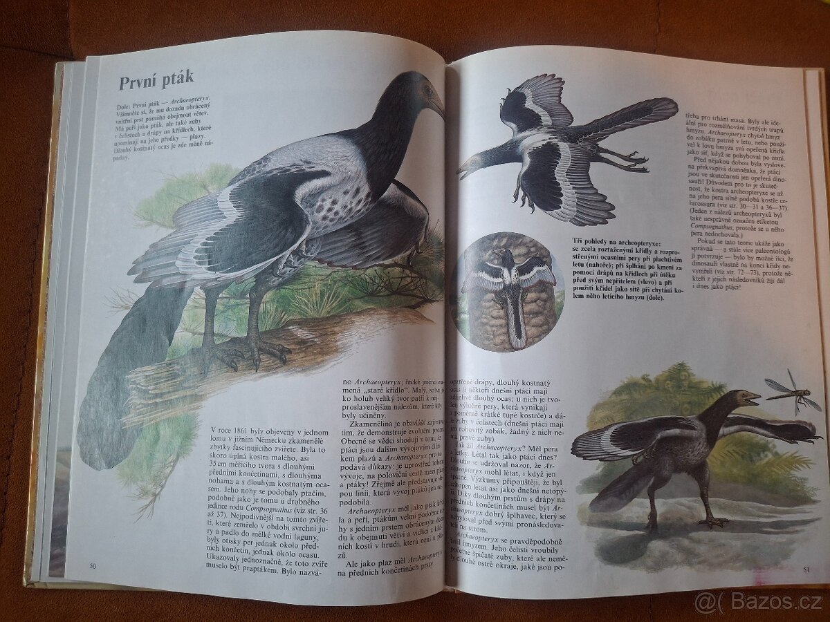 Dětská kniha Dinosauři A4 - 5