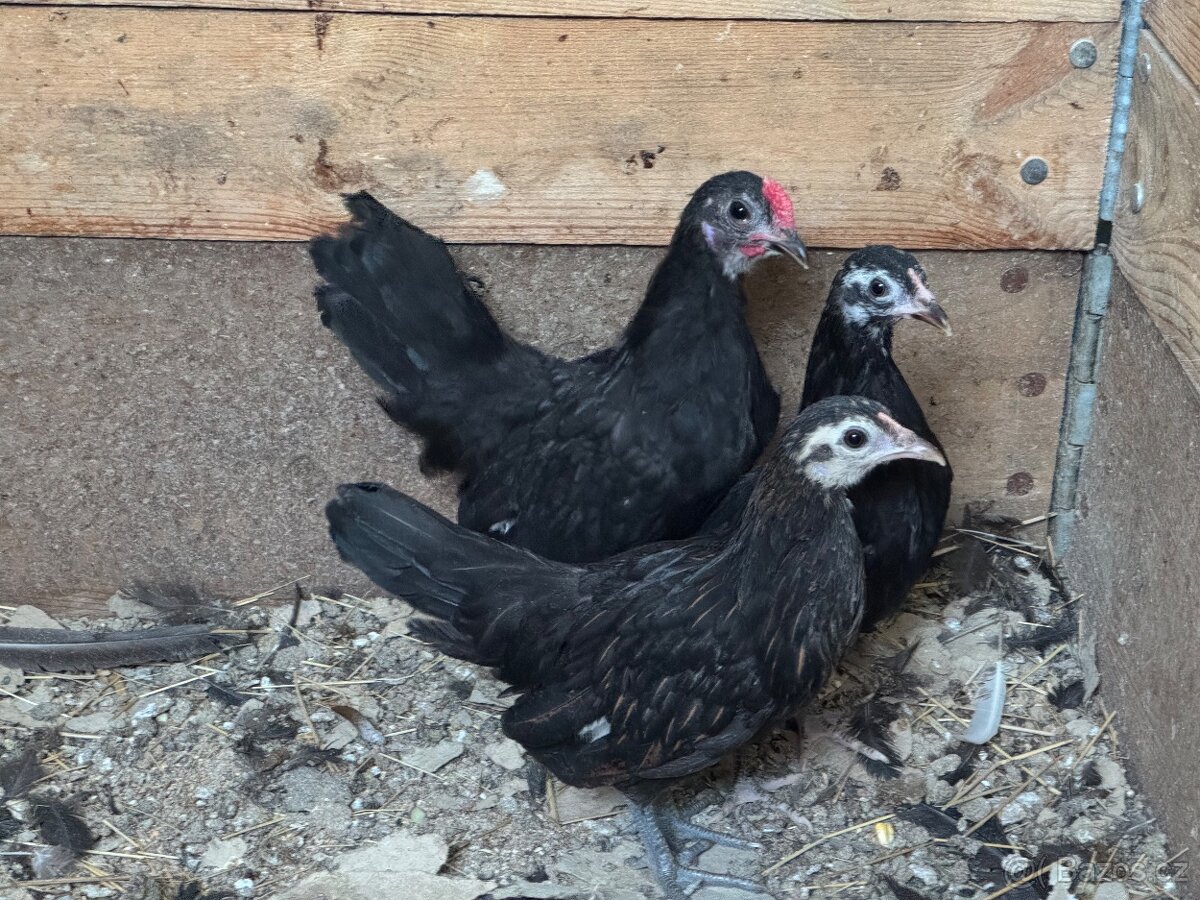 Zakrslé slepičky a kohouti - 5